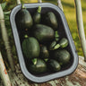 Tatume Squash