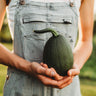 Tatume Squash