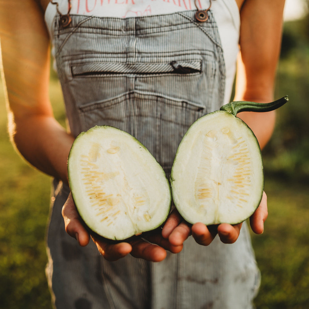 Tatume Squash