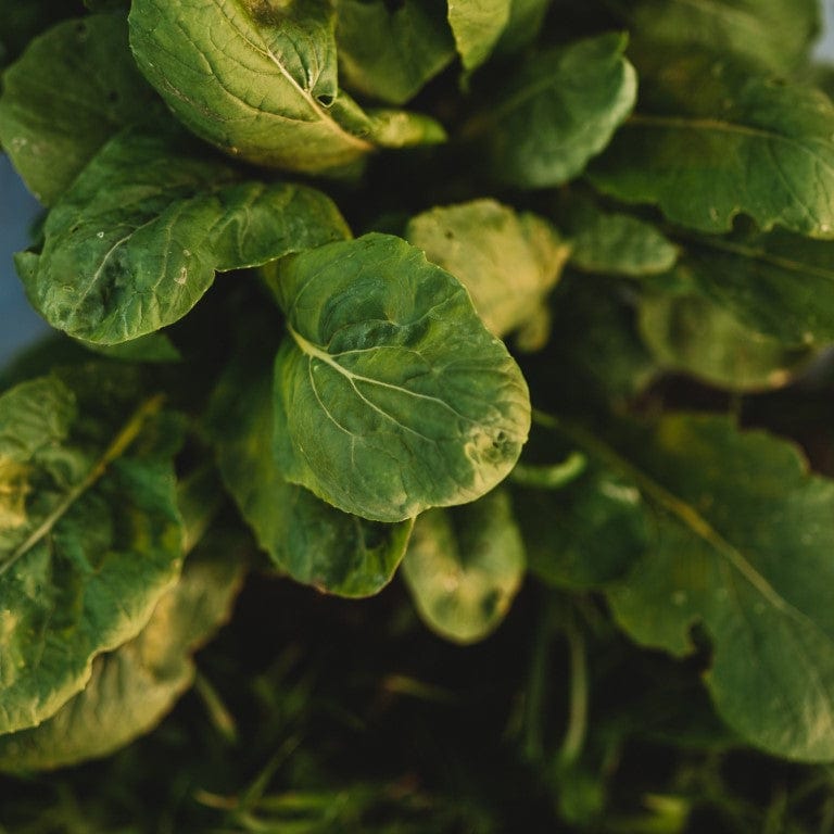 Tendergreen Spinach Mustard (Komatsuna) Seeds