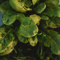 Tendergreen Mustard Spinach (Komatsuna), Packet (500 Seeds)