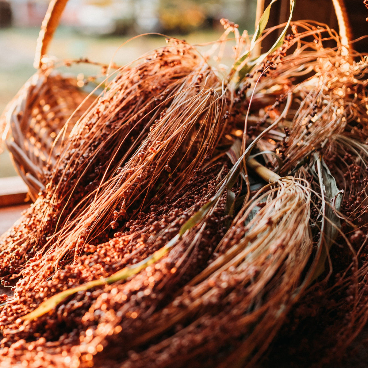 Tennessee Red Broomcorn
