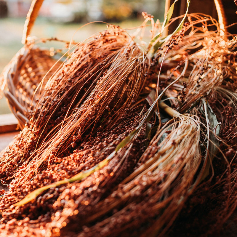 Tennessee Red Broomcorn
