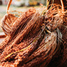 Tennessee Red Broomcorn