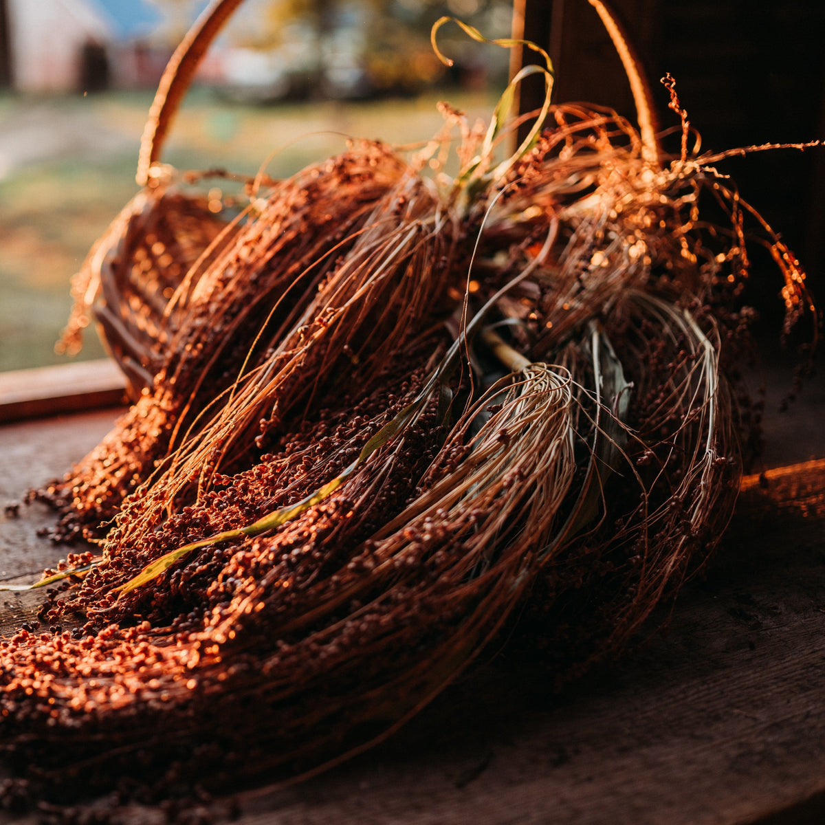 Tennessee Red Broomcorn