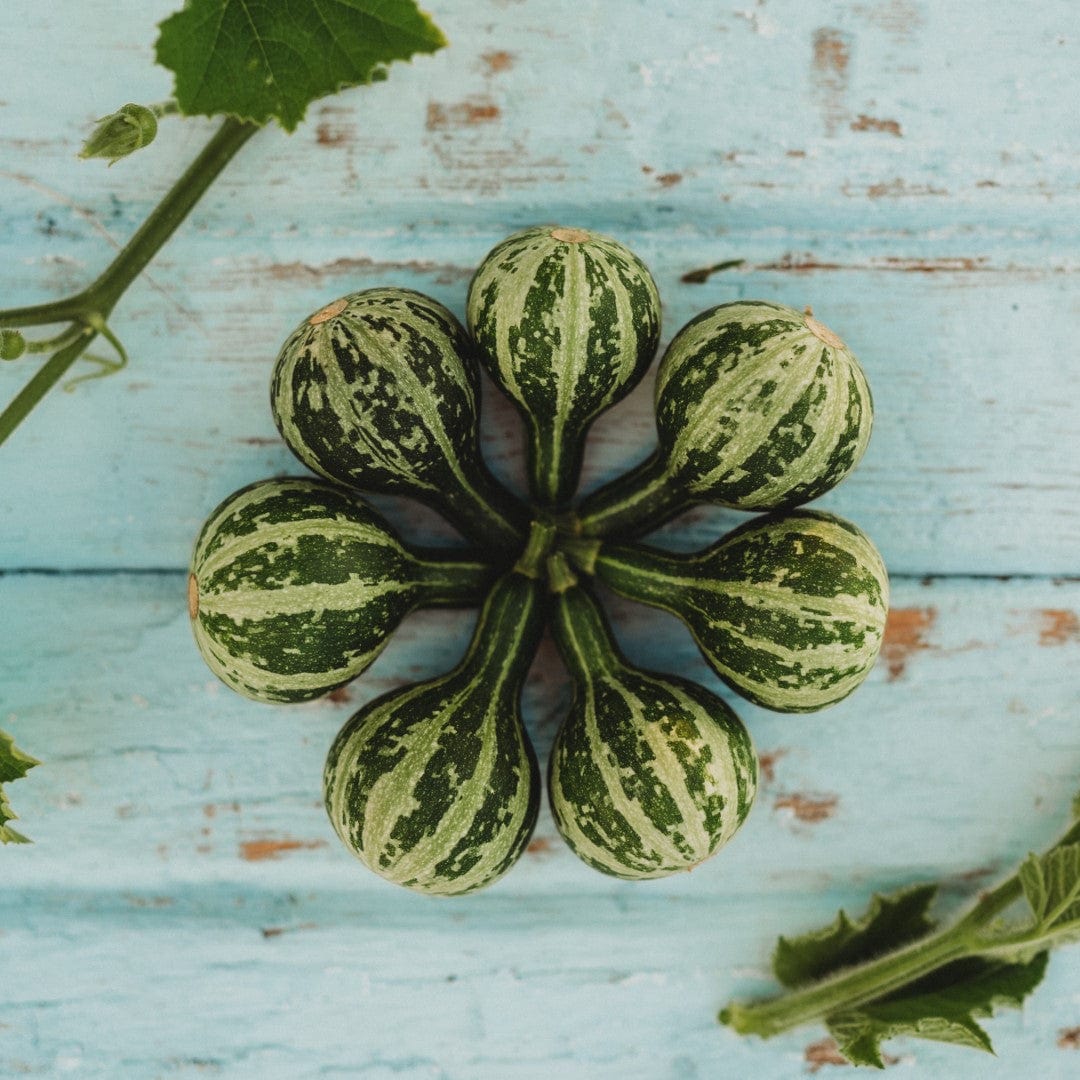 Tennessee Spinning Gourd