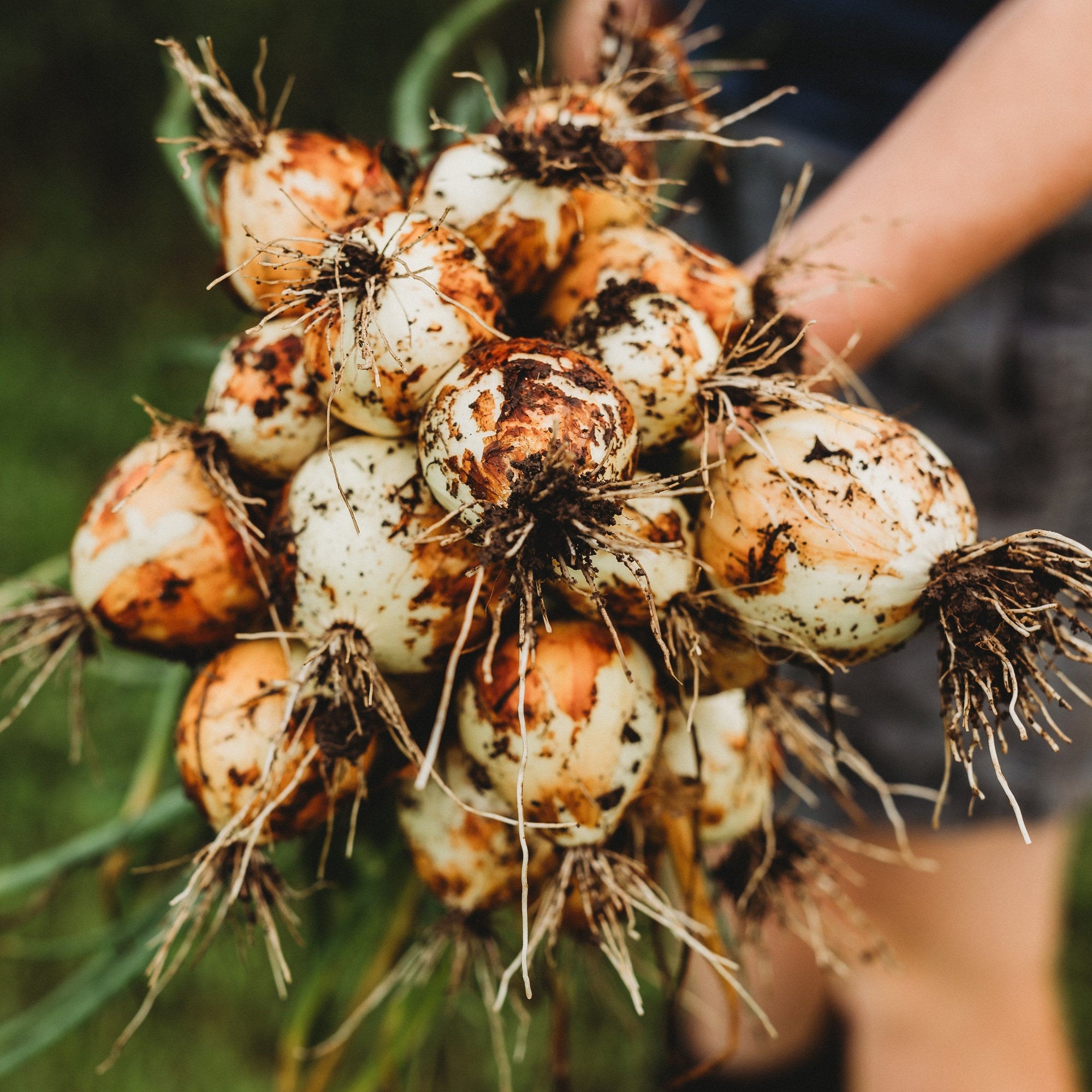 texas seeds and plants Texas Early Grano Onion, Packet (100 Seeds)