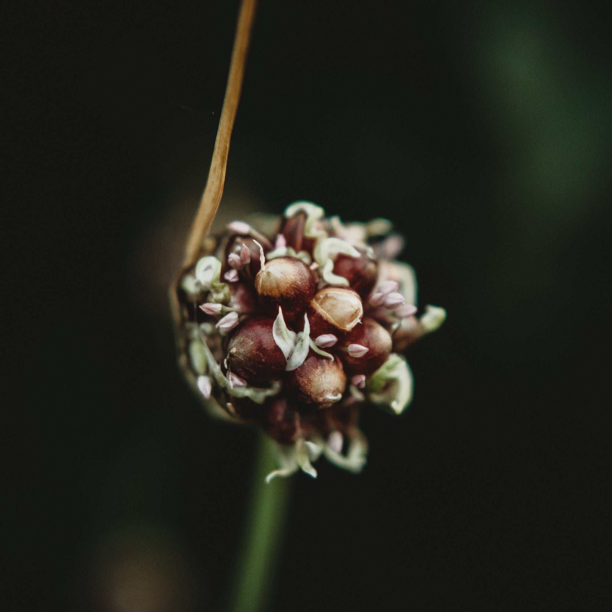 garlic flower seeds Thresh Farmstead Garlic (Scapes)