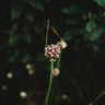 Thresh Farmstead Garlic (Scapes)