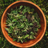 Thresh Seed Co. Mesclun Mix