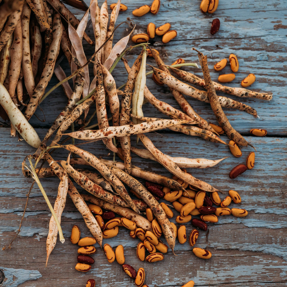 Tiger's Eye Bean