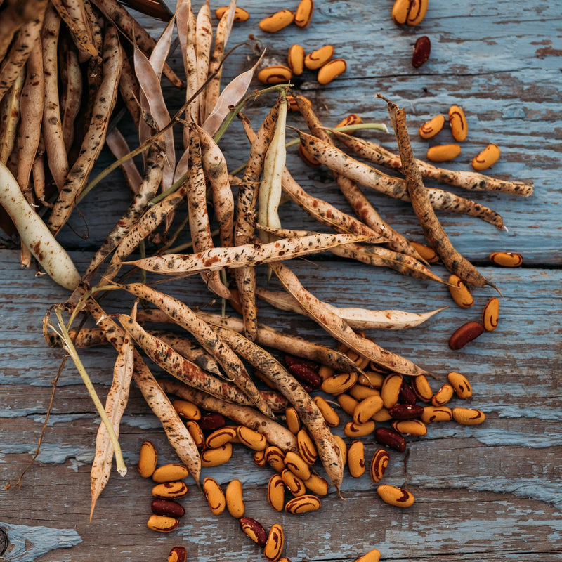 Tiger's Eye Bean