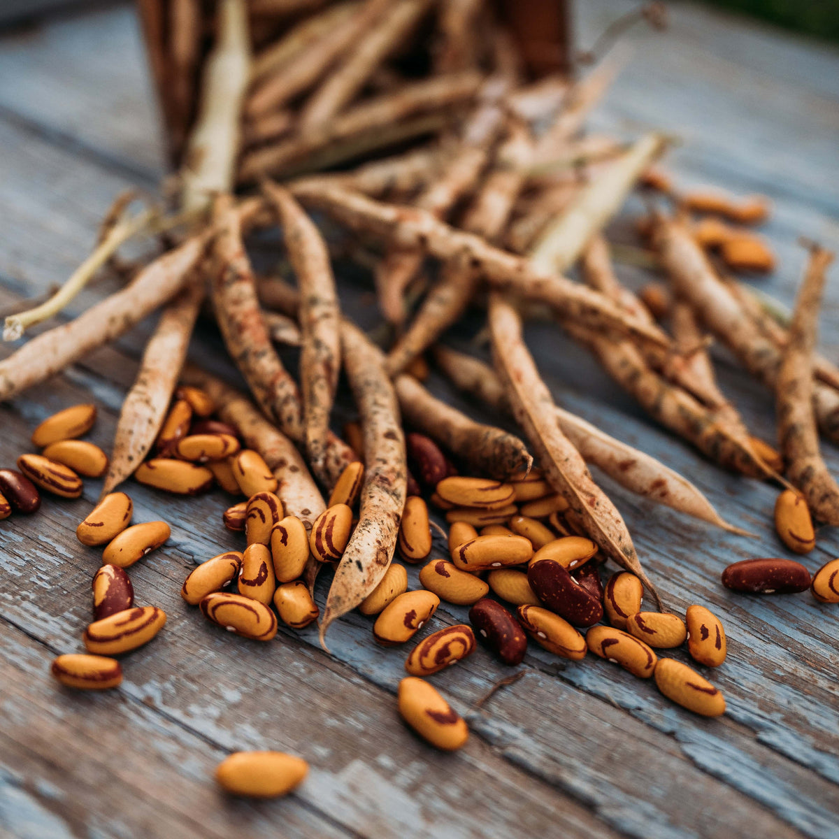Tiger's Eye Bean
