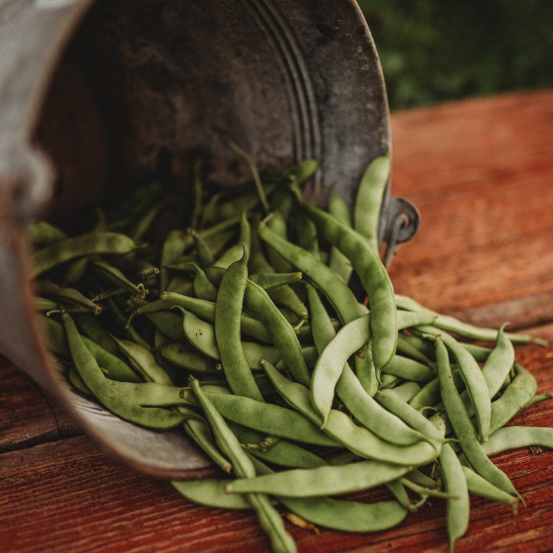 Bucket of heirloom beans