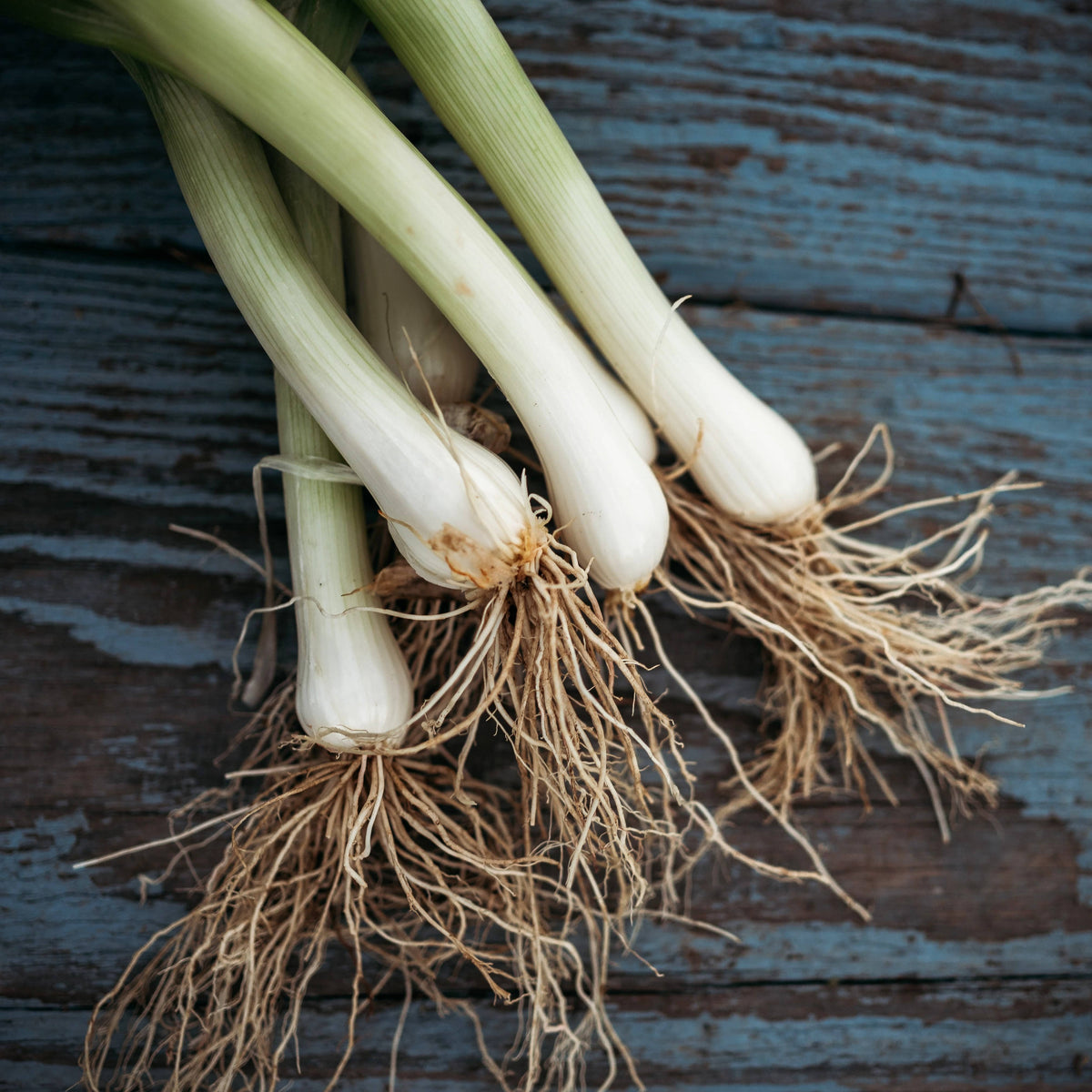 Tokyo Long White Bunching Onion