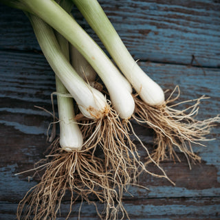 Tokyo Long White Bunching Onion