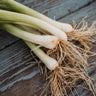 Tokyo Long White Bunching Onion