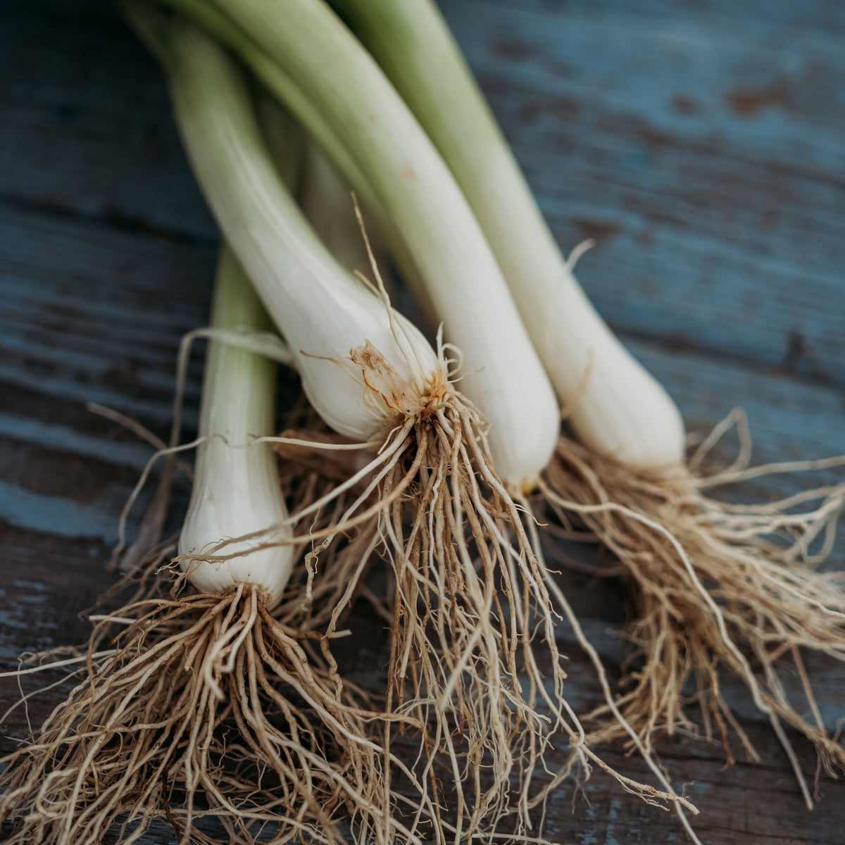Tokyo Long White Bunching Onion