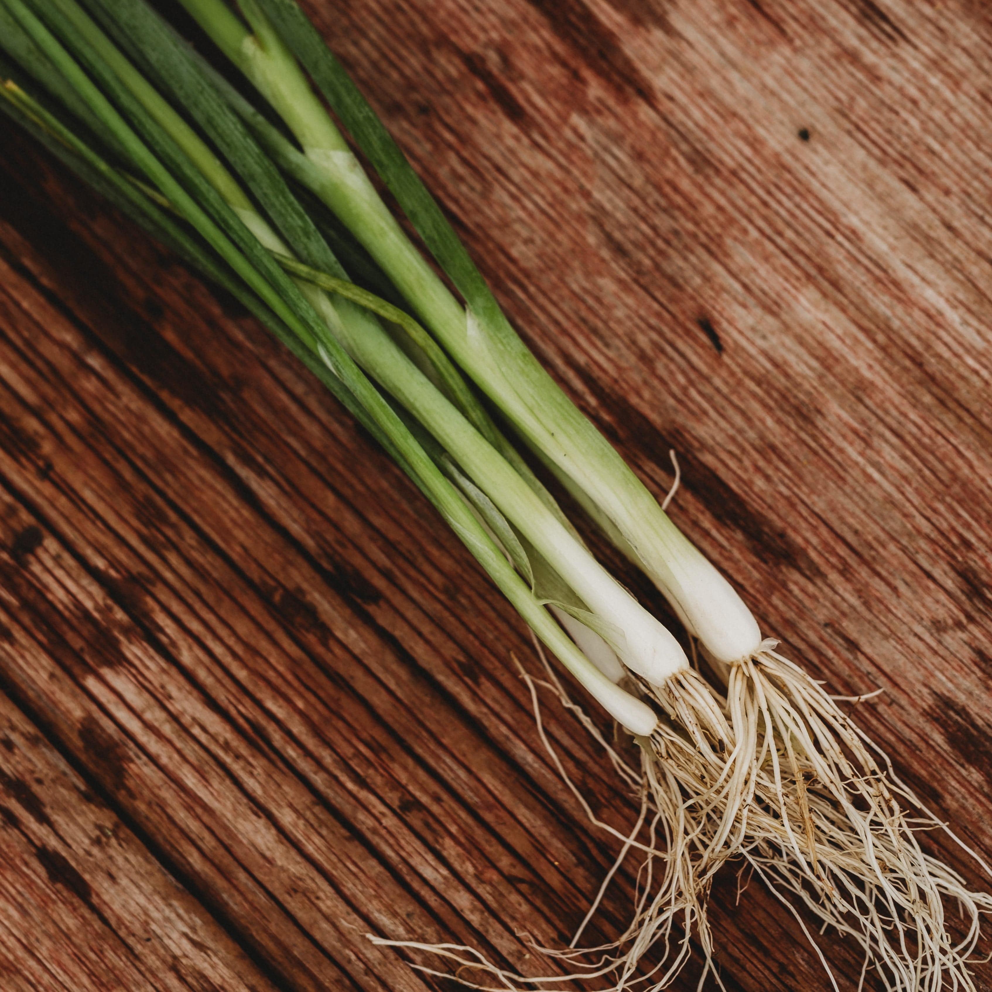 おにおん Tokyo Long White Bunching Onion - Thresh Seed Co.