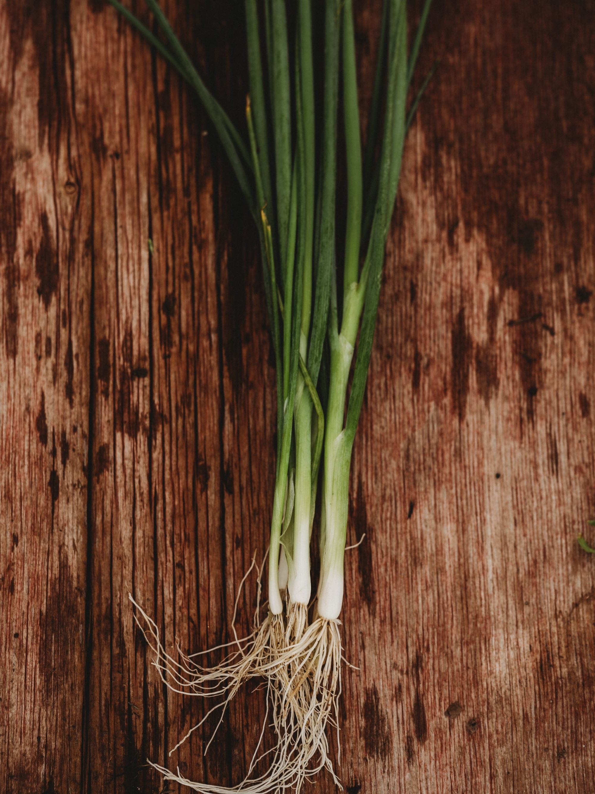 Tokyo Long White Bunching Onion - Thresh Seed Co.