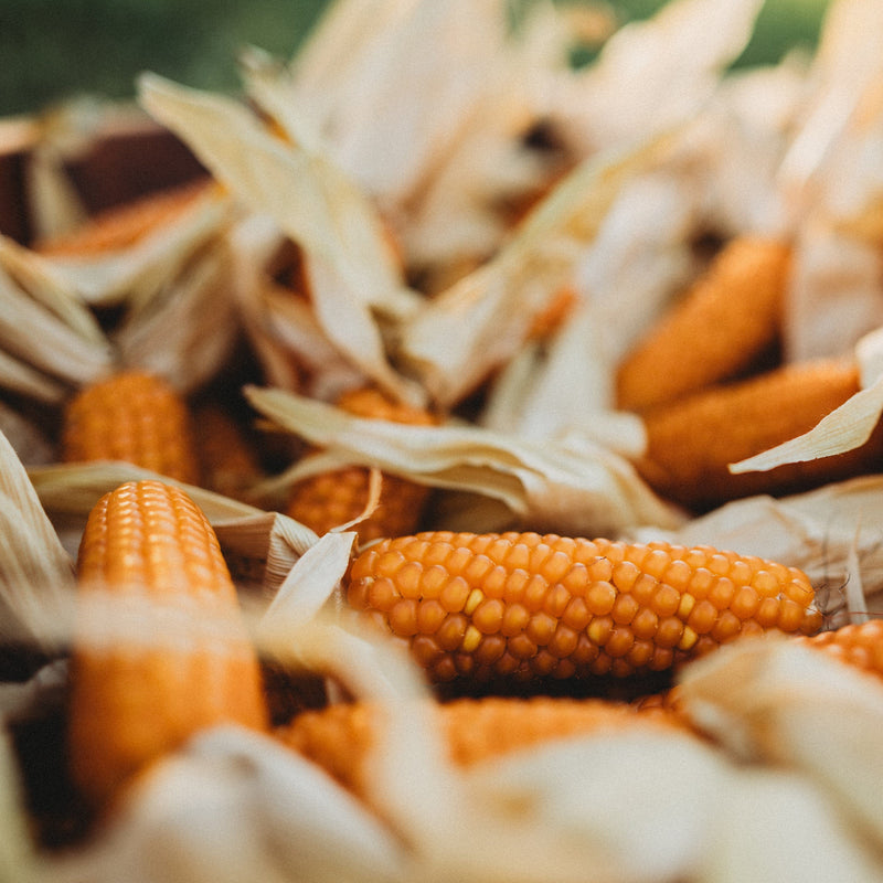 Tom Thumb Dwarf Popcorn