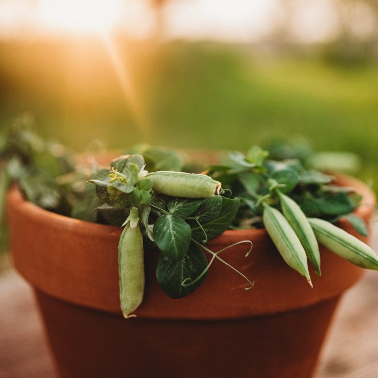 Tom Thumb (Half-Pint) Dwarf Shelling Pea