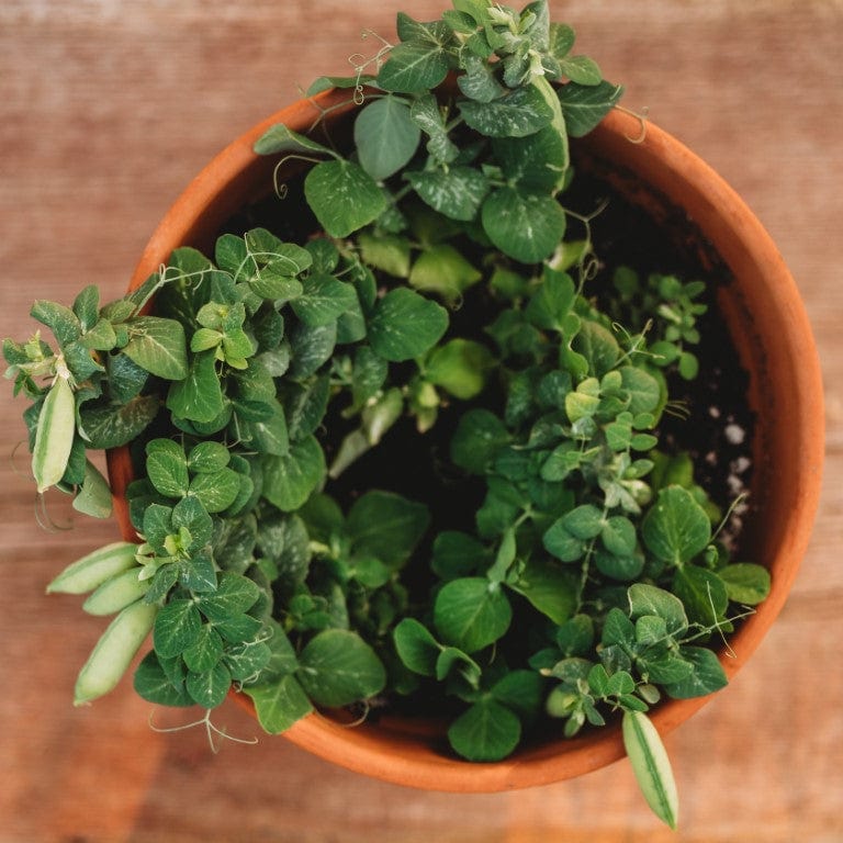 Tom Thumb (Half-Pint) Dwarf Shelling Pea