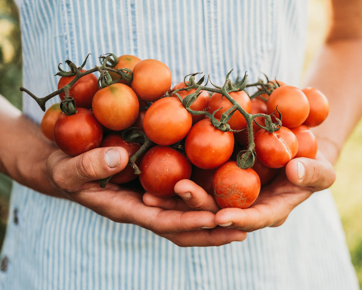 Tommy Toe Tomato