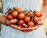Tommy Toe Tomato