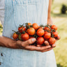 Tommy Toe Tomato