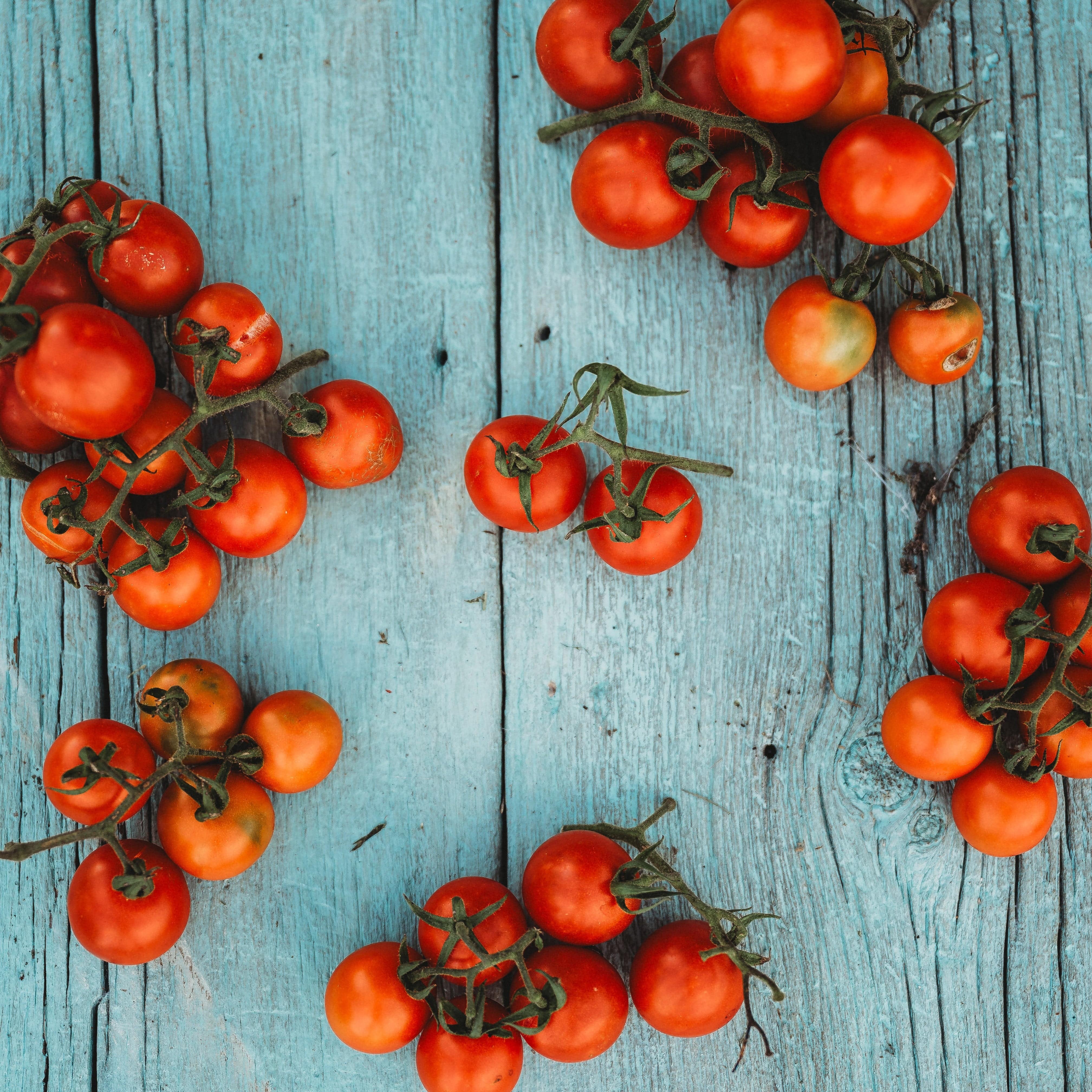本革草履tomato Tommy Toe Tomato (Steakhouse) - Thresh Seed Co.