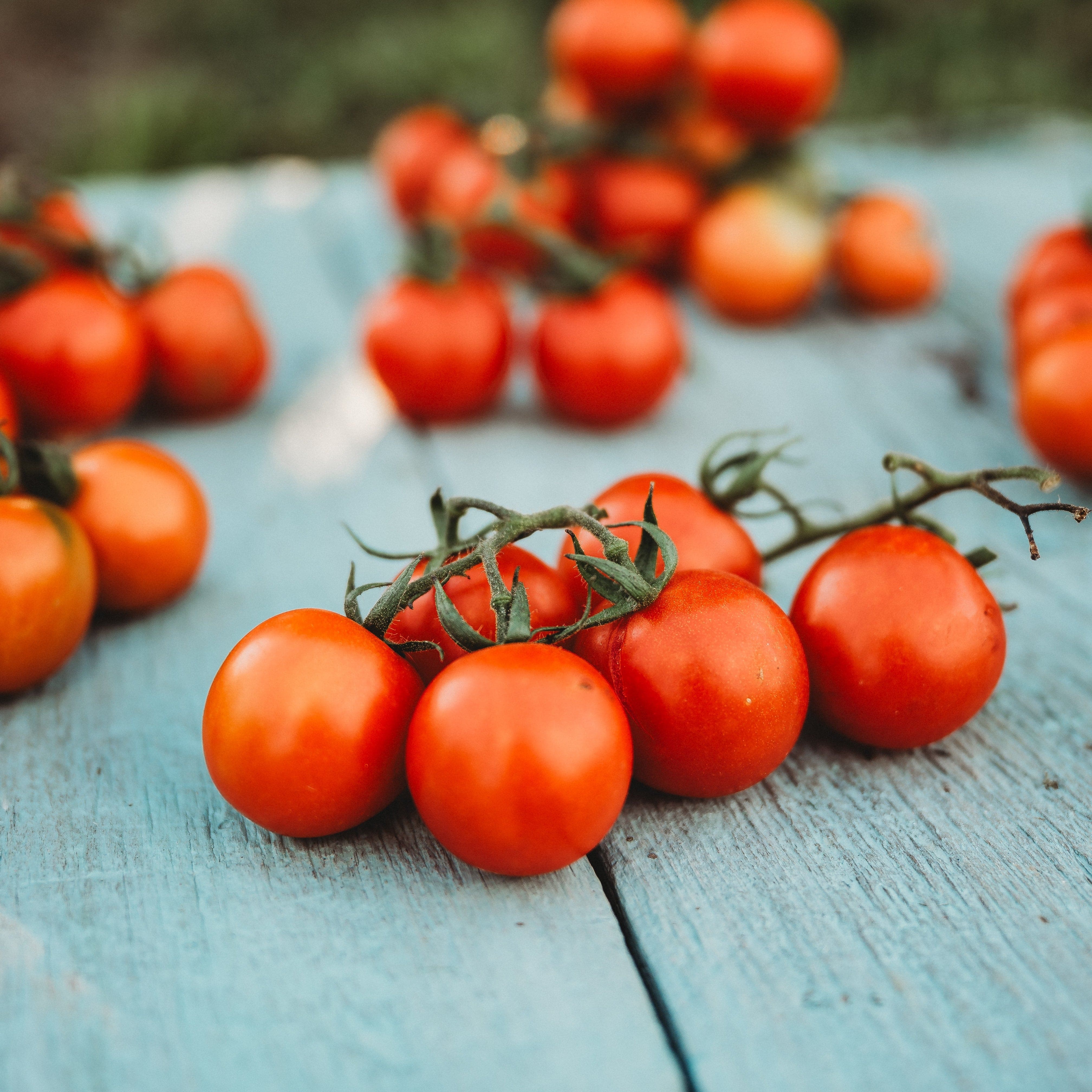 Tommy Toe Tomato (Steakhouse) - Thresh Seed Co.