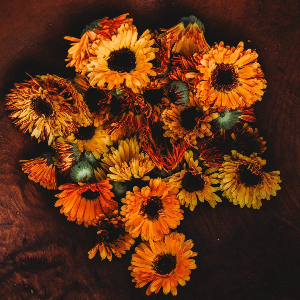 Touch of Red Calendula