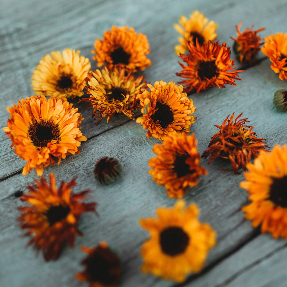 Touch of Red Calendula