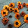 Touch of Red Calendula