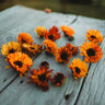 Touch of Red Calendula
