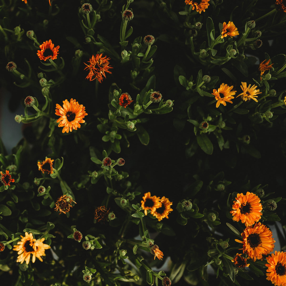 Touch of Red Calendula