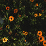 Touch of Red Calendula