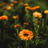 Touch of Red Calendula
