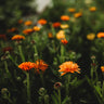 Touch of Red Calendula
