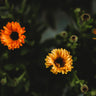 Touch of Red Calendula