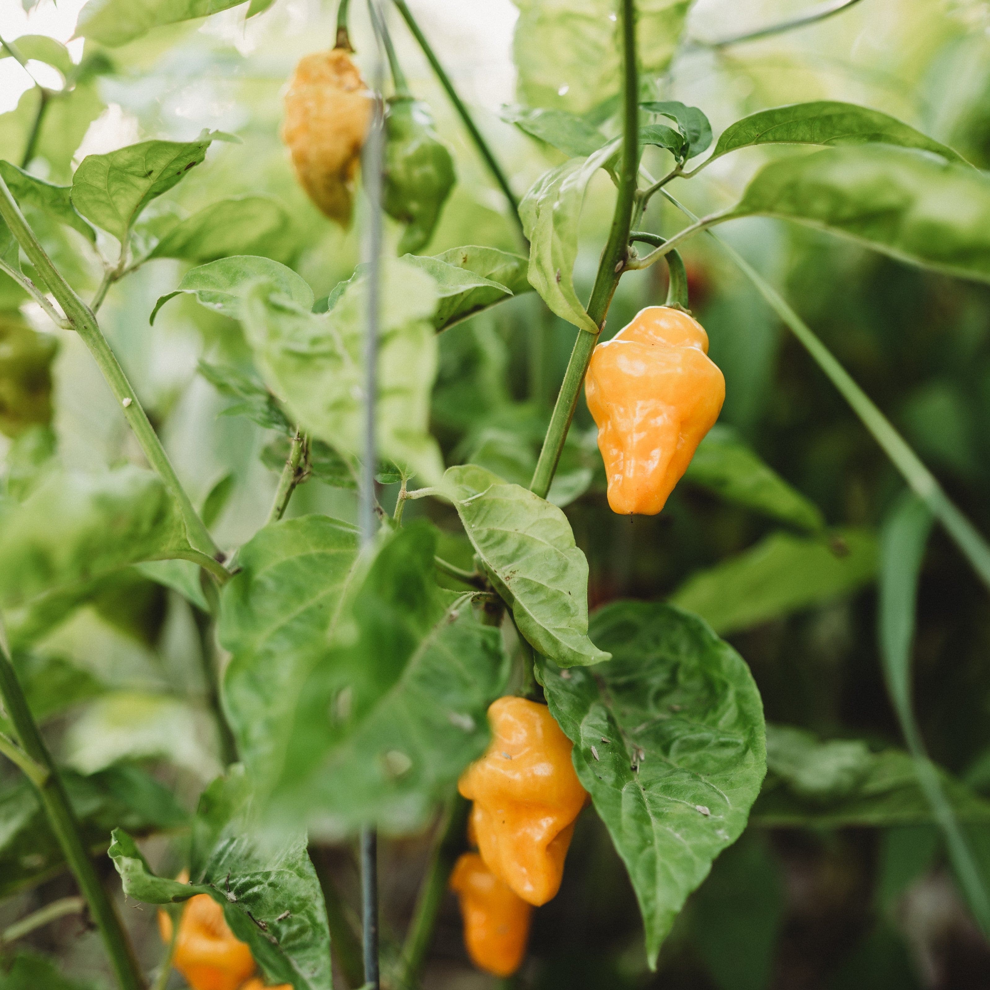 ロメカリ3 TRiNiDAD Trinidad Perfume Pepper - Thresh Seed Co.