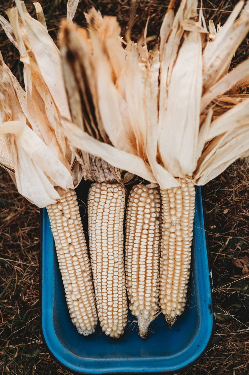 Trucker's Favorite White Corn
