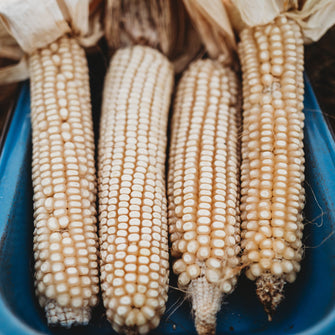 Trucker's Favorite White Corn