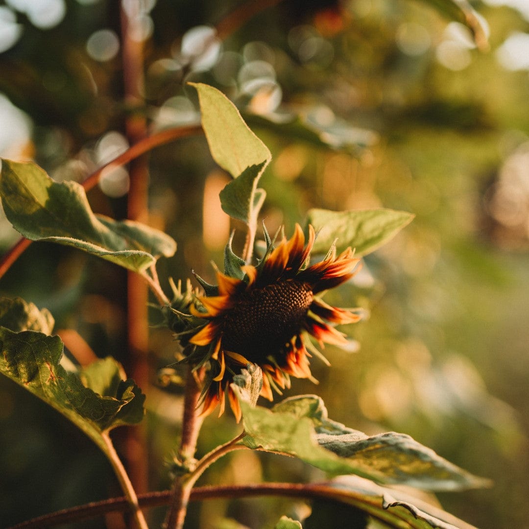 Velvet Queen Sunflower Seeds