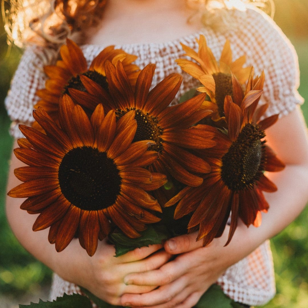 Velvet Queen Sunflower Seeds