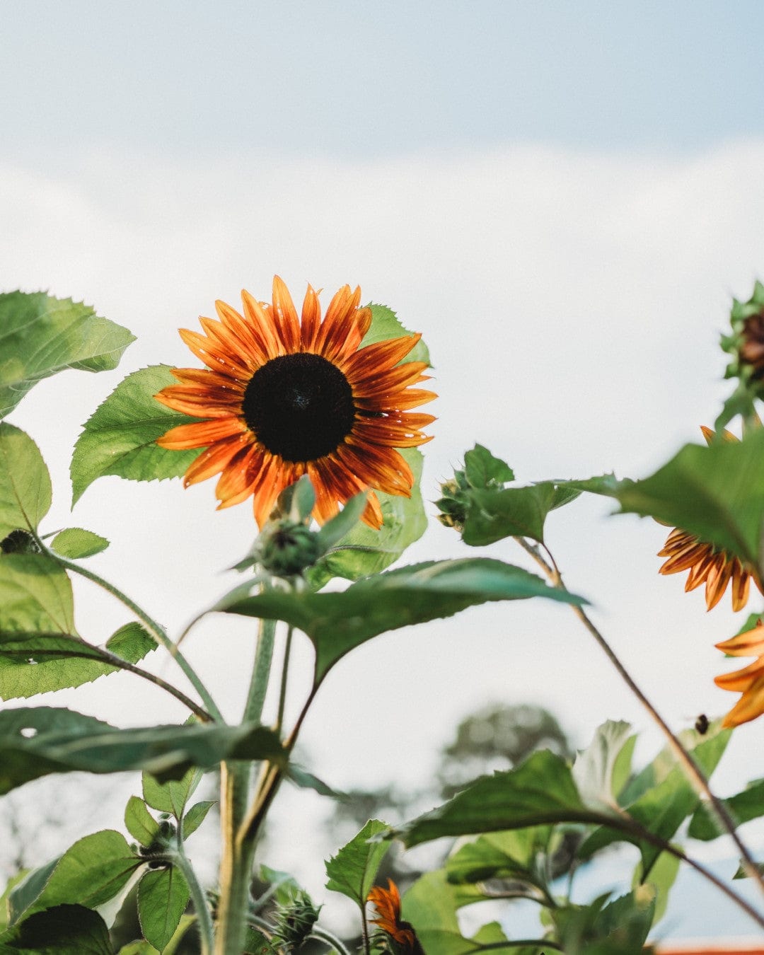 Velvet Queen Sunflower Seeds