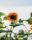 Velvet Queen Sunflower Seeds