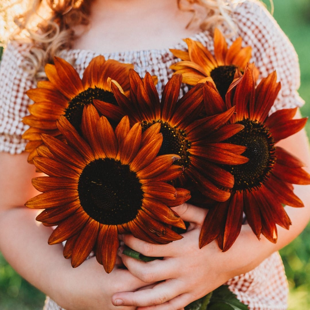 Velvet Queen Sunflower Seeds