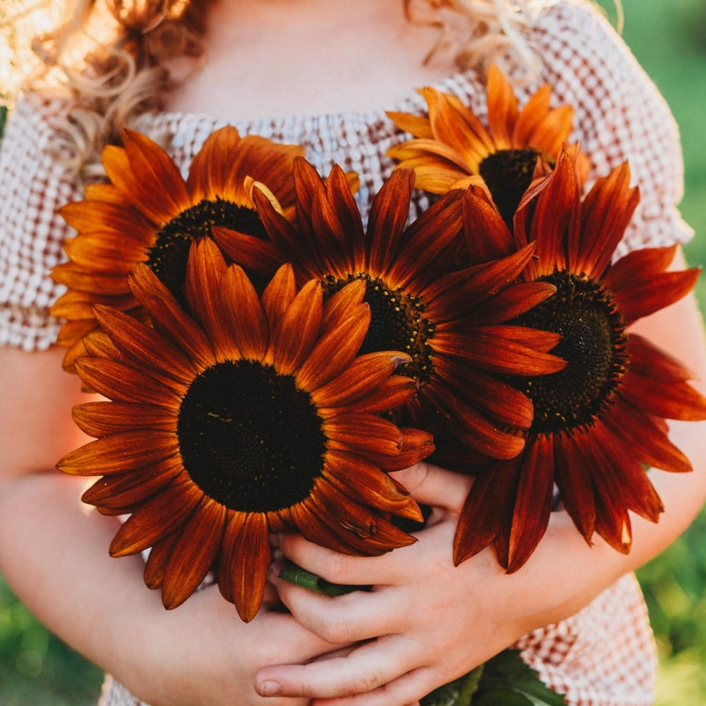 Velvet Queen Sunflower Seeds